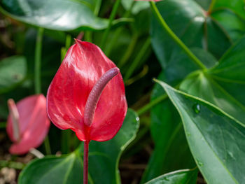Close-up of red rose flower