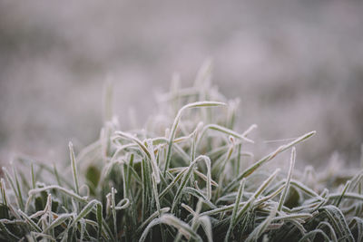 Close-up of plants growing in field