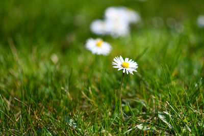 Close-up of white daisy flower on field