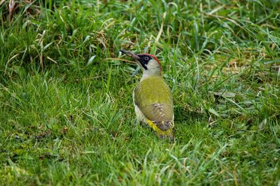 Bird perching on field