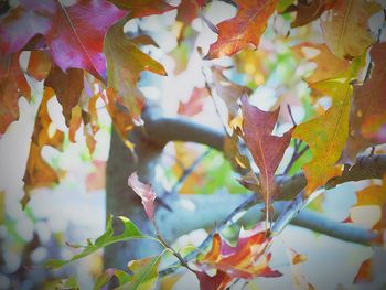 Close-up of leaves on branch