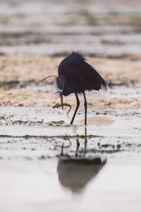 Bird in lake