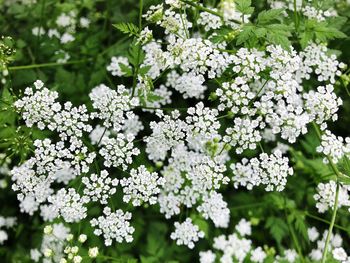 Close-up of white flowering plant