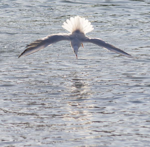 Bird flying over water