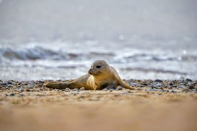 Close-up of seal on beach