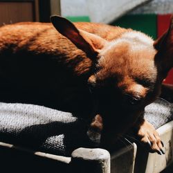 Close-up of a dog resting