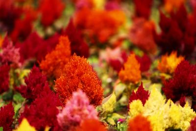 Close-up of red flowering plant