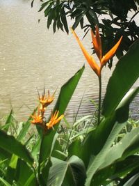 Close-up of flowers blooming outdoors