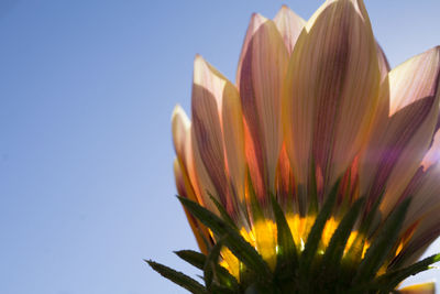 Close-up of flower against clear blue sky