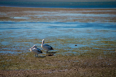 View of birds on beach