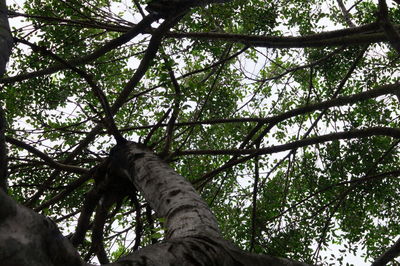 Low angle view of tree against sky