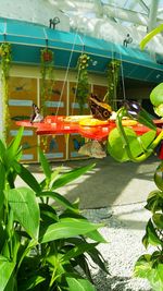View of birds on plants