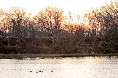 View of birds swimming in lake