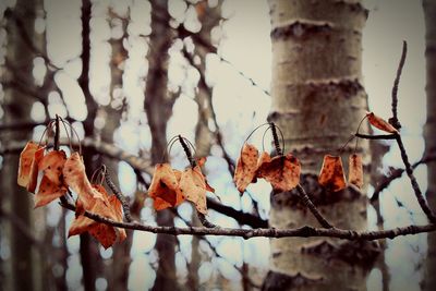 Close-up of dry leaves on tree during winter