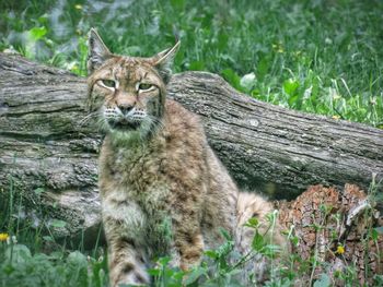 Portrait of cat on tree in forest