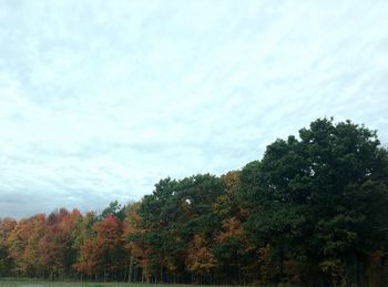 Trees against the sky