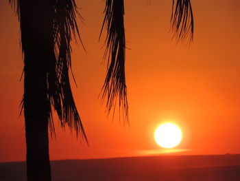 Silhouette tree against sea during sunset