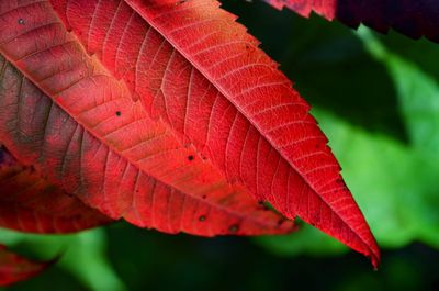 Close-up of autumnal leaves