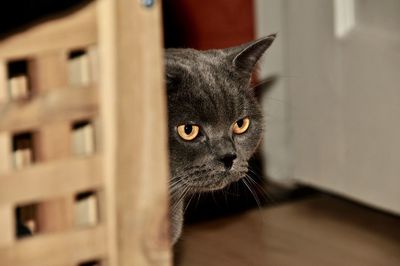 Close-up portrait of a cat