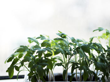 Close-up of fresh green plant