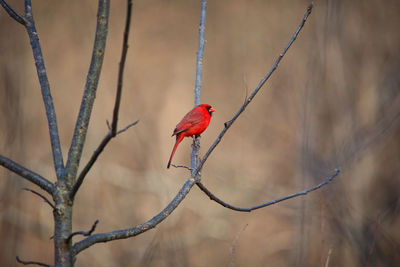 Bird perching on a branch