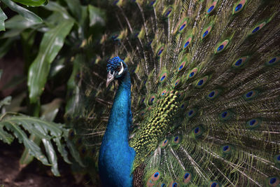 Close-up of peacock