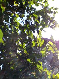 Low angle view of tree