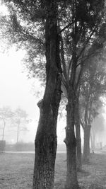 Trees on field against sky