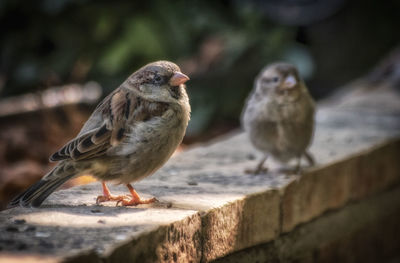 Close-up of birds perching on the wall