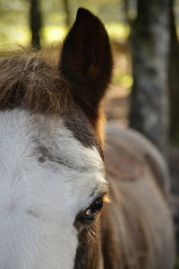 Close-up of horse outdoors