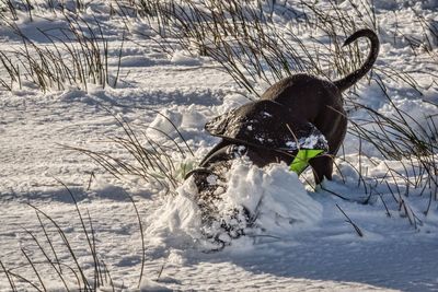 High angle view of staffordshire bull terrier digging snow