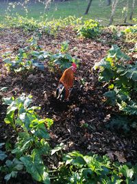High angle view of bird perching on flower field