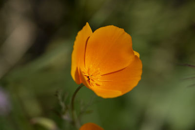 Close-up of orange flower