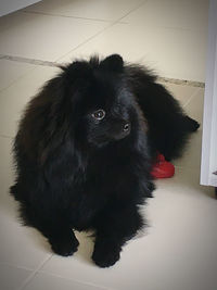 High angle view of a dog looking away