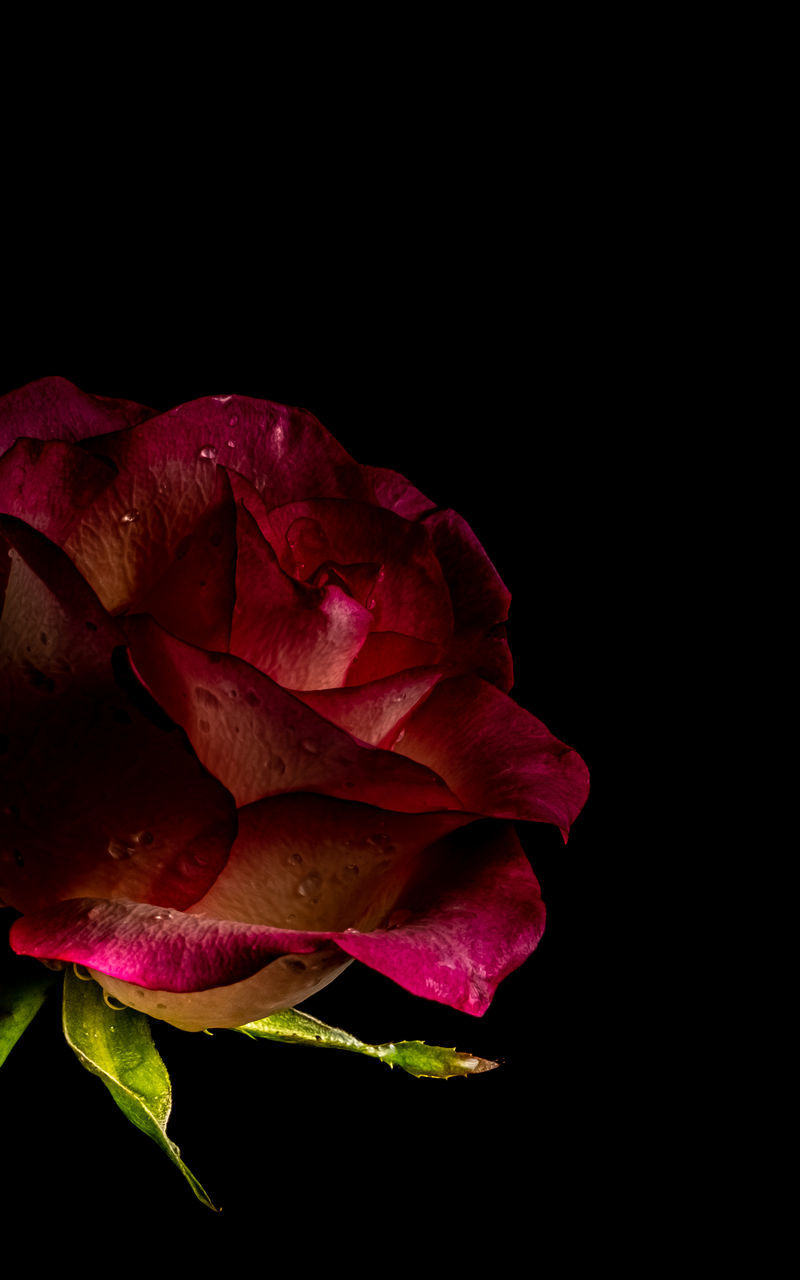 pink, rose, plant, flower, black background, flowering plant, beauty in nature, red, studio shot, freshness, petal, close-up, purple, nature, inflorescence, flower head, garden roses, fragility, macro photography, no people, indoors, copy space, leaf, plant part, growth, plant stem, yellow, cut out