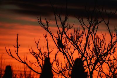 Silhouette bare tree against orange sky