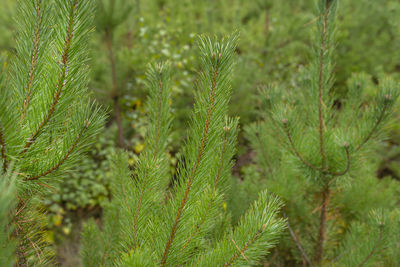 A pine tree forest school placed in the forest in the autumn season. closeup view of coniferous.