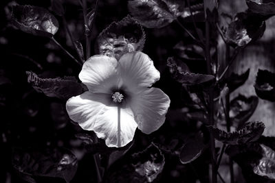 Close-up of fresh white flowering plants