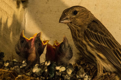 Close-up of birds in nest