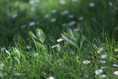 Close-up of flowering plants on land