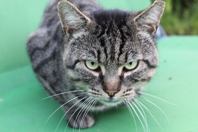 Close-up portrait of a cat