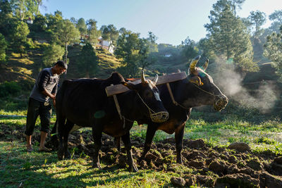 Indian farmer ploughing rice fields with a pair of oxes using traditional plough at sunrise.