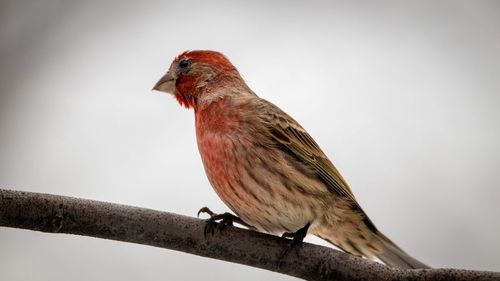 Close-up of bird perching on branch