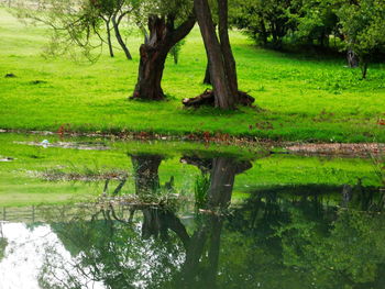 Reflection of trees in pond