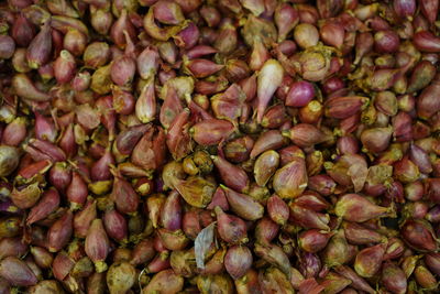 Raw onion displayed at supermarket. red onion fill the frame shot from above.