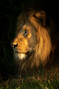 Close-up of male lion in golden light