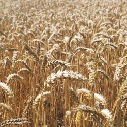 Close-up of wheat field