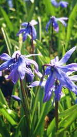 Close-up of purple crocus flowers blooming outdoors