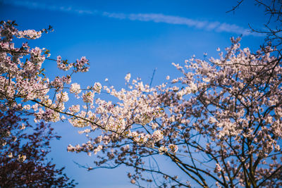 Low angle view of cherry blossoms against blue sky