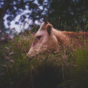 View of a horse on field